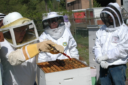 Breaking a Frame Loose with Hive Tool